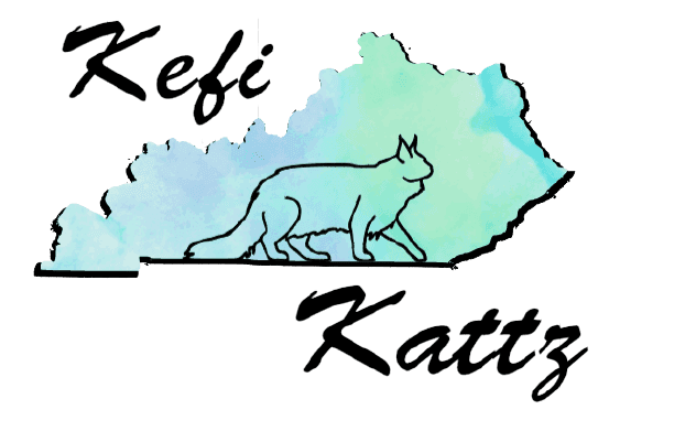 	KefiKattz Maine Coon Cattery